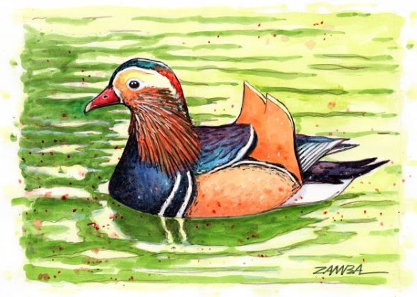 Рисуем утку мандаринку