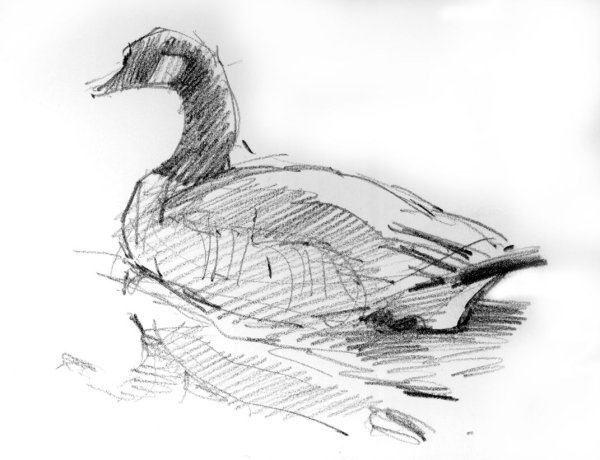 Наброски птиц