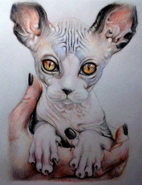 Сфинкс цветными карандашами