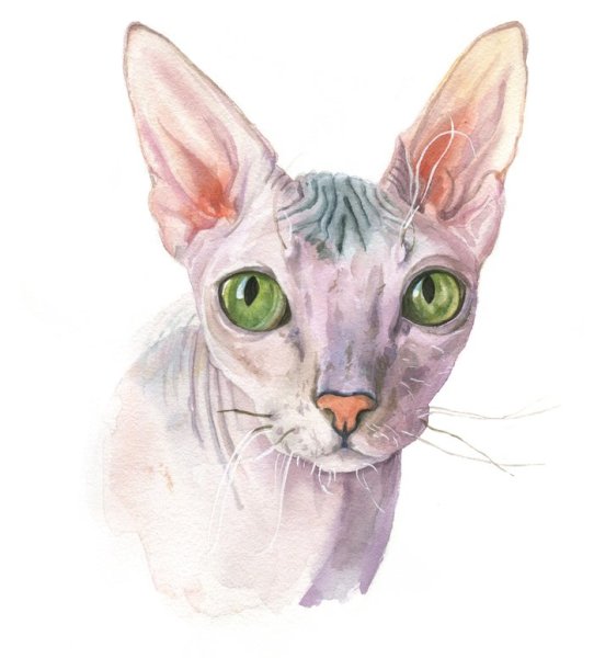 Кот сфинкс акварелью