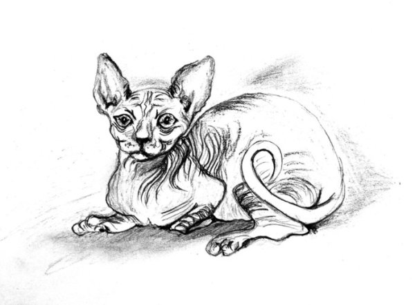 Котенок сфинкса карандашом