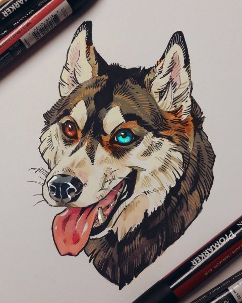 Хаски скетчинг