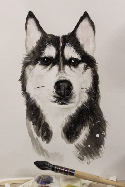 Хаски акварелью