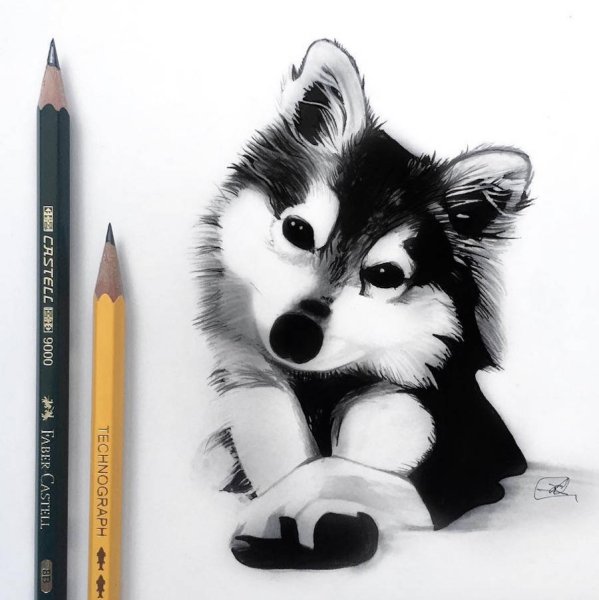 Животные маркерами