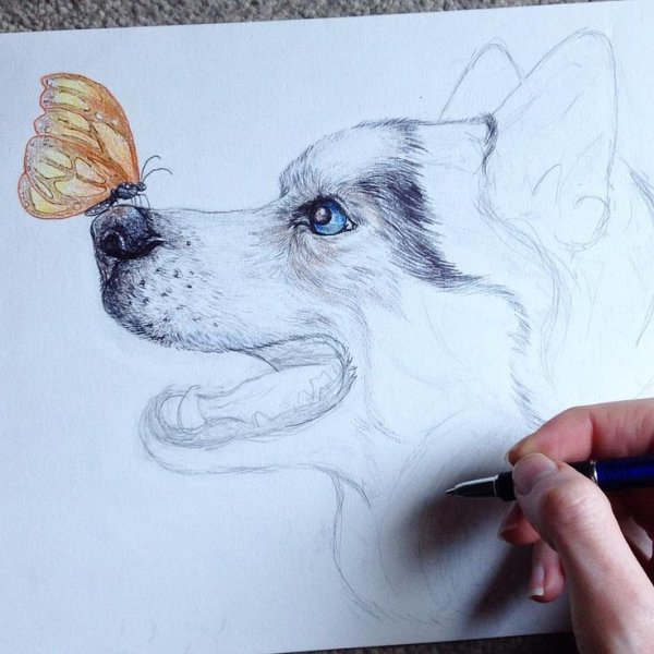 Хаски скетч маркерами