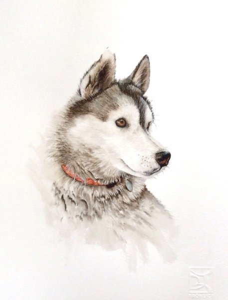 Лайка акварель