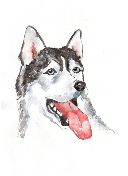 Рисунок хаски маркерами