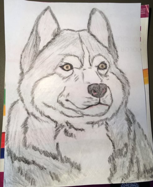 Хаски скетч маркерами