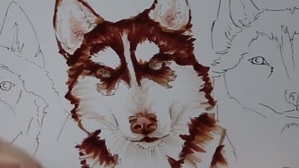 Хаски скетч маркерами