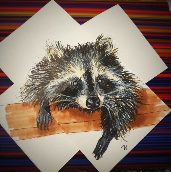 Енот фломастерами