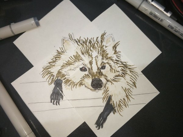 Енот рисунок маркерами