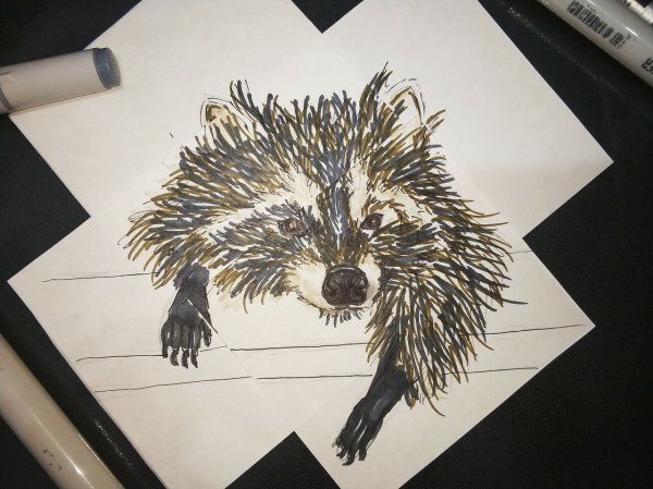 Енот маркерами