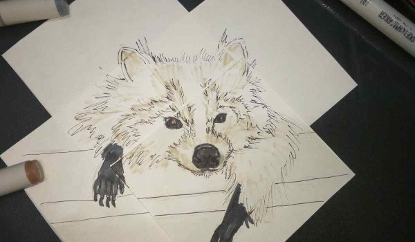 Енот фломастерами