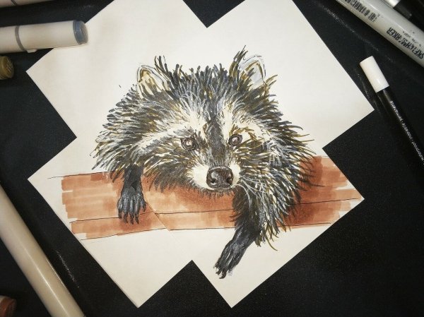 Енот маркерами