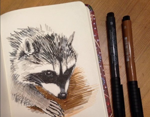Енот карандашом для срисовки
