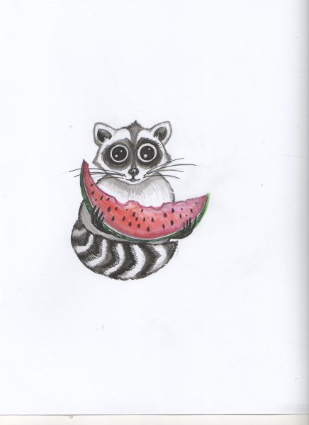 Милые еноты карандашом