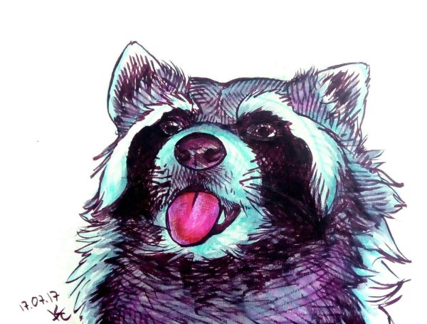 Енот маркерами