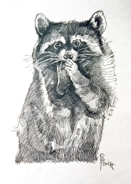 Енот фломастерами