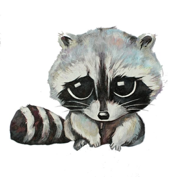Енот рисунок