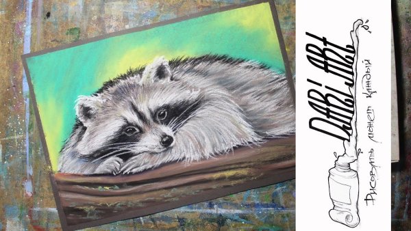 Енот рисунок гуашью