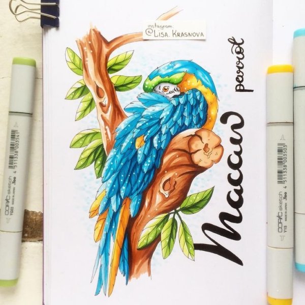 Лиза Краснова скетч