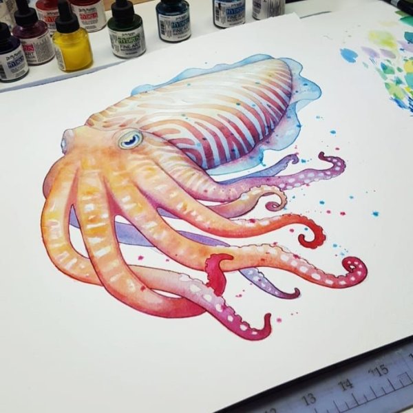 Рисунок осьминога для срисовки