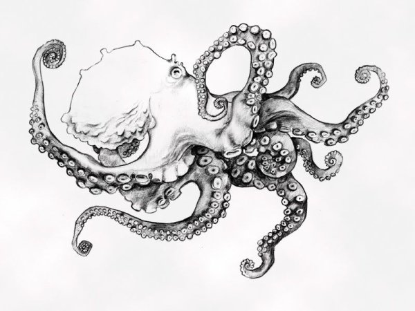 Осьминог тушью