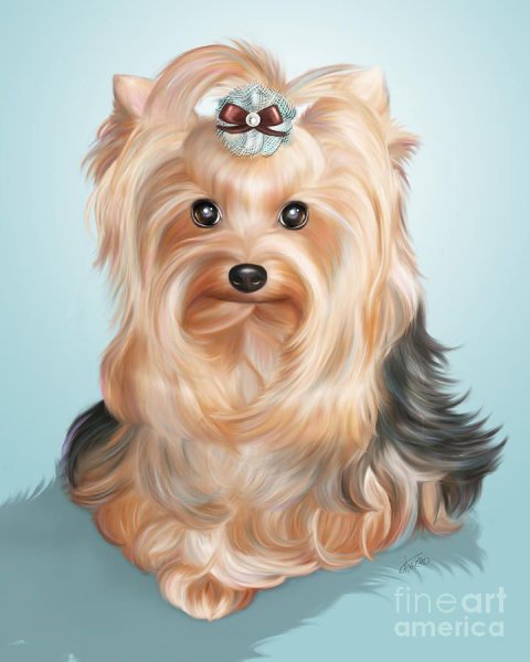 Каширский терьер Йоркширский