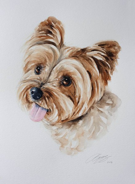 Раскраска Йоркширский терьер