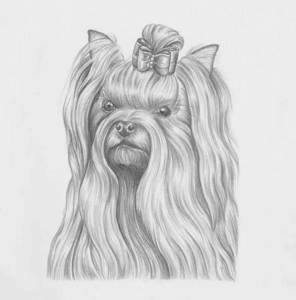 Собака абстракция