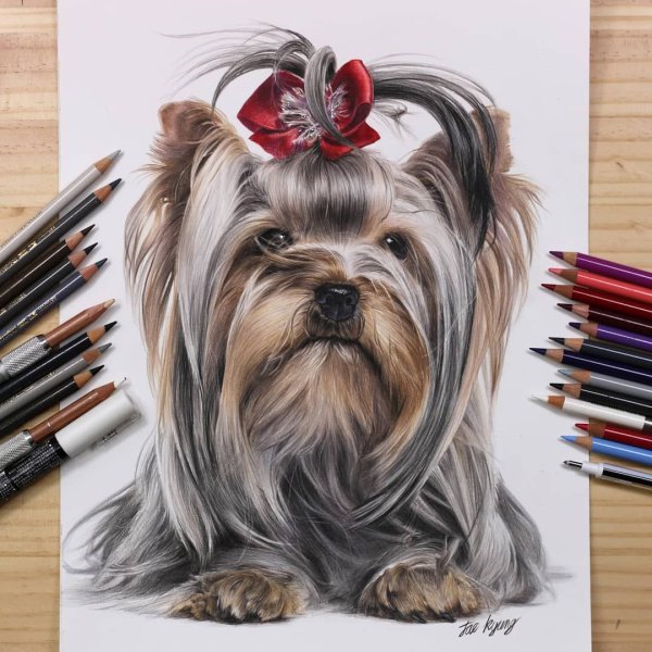 Скетчинг Йоркширский терьер