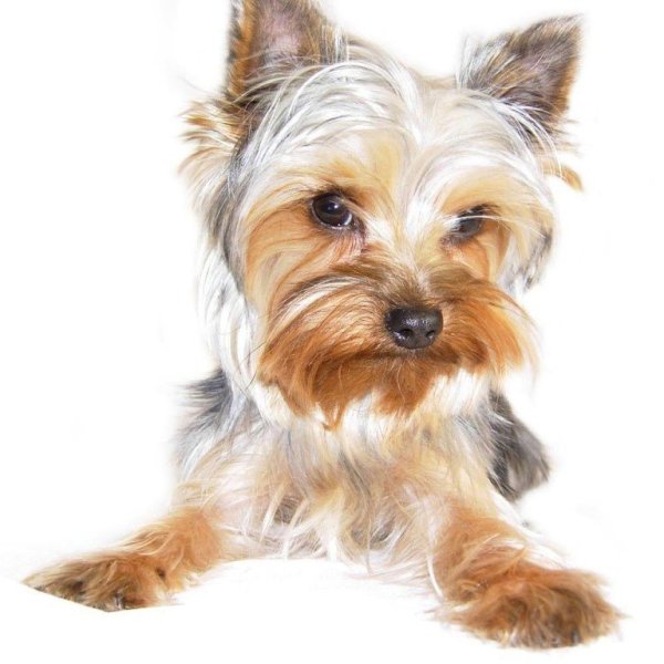 Цветной Йоркширский терьер
