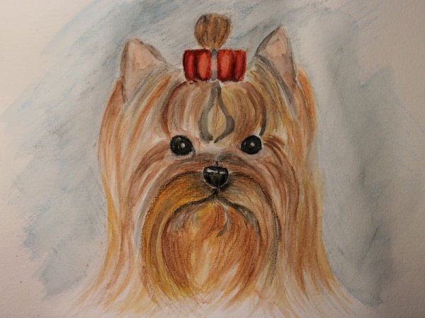 Йорк карандашом