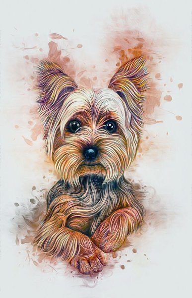 Йоркширский терьер референс