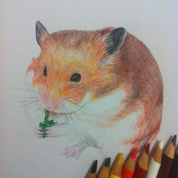 Хомяк цветными карандашами