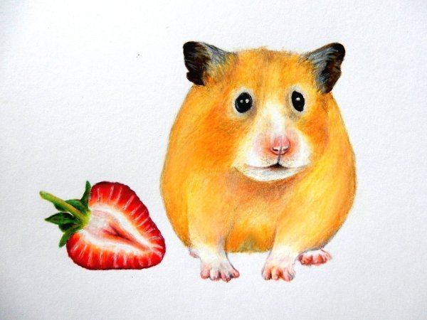 Рисунки хомяков