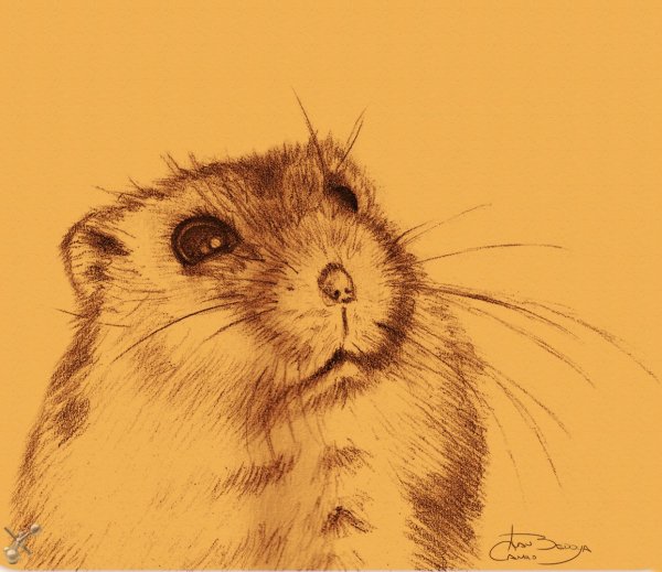 Хомяк карандашом