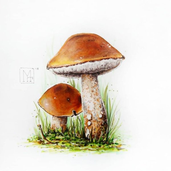 'Этюды Акварельные грибочки