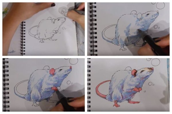 Пошаговое рисование крысы