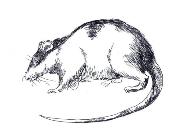 Карандашные Наброски крыс