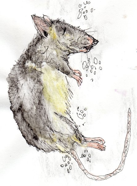 Нарисовать крысу