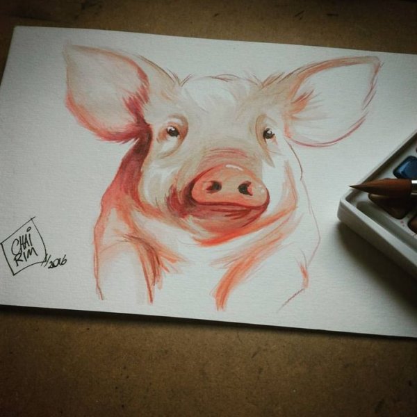 Свинья нарисованная реалистично