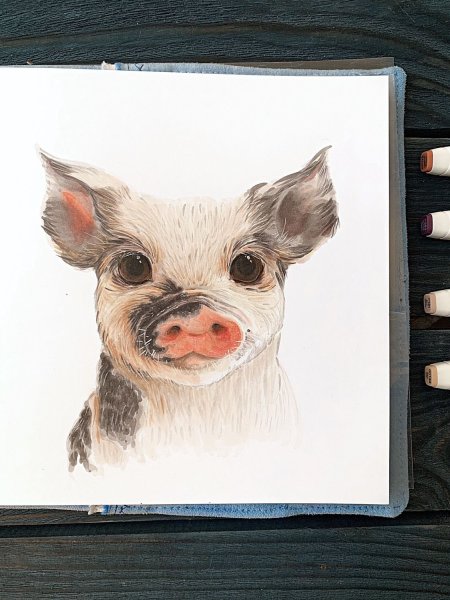 Свинья гуашью