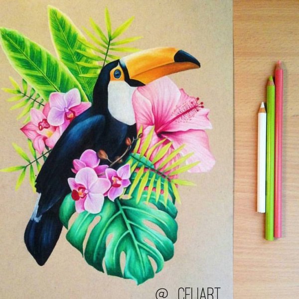 Тукан цветными карандашами