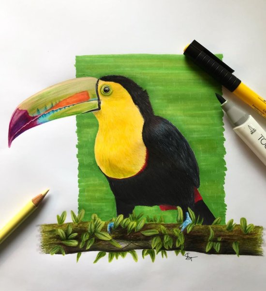 Скетч маркерами Тукан