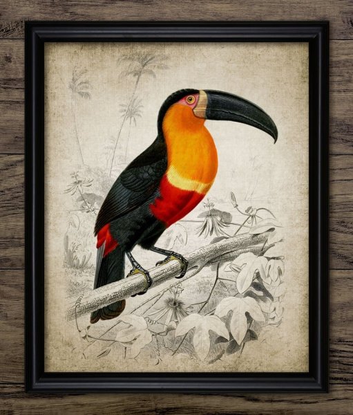 Тотем Тукан