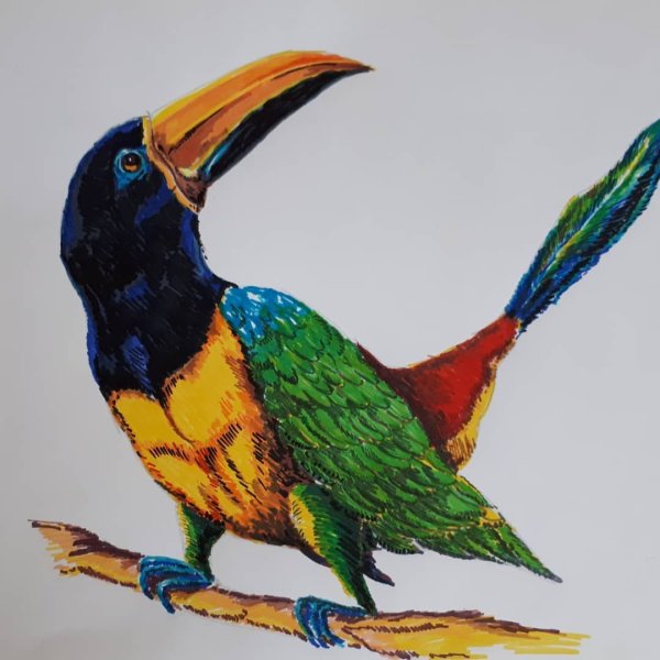 Тукан фломастерами