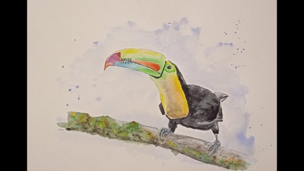 Рисунок попугай на роликах