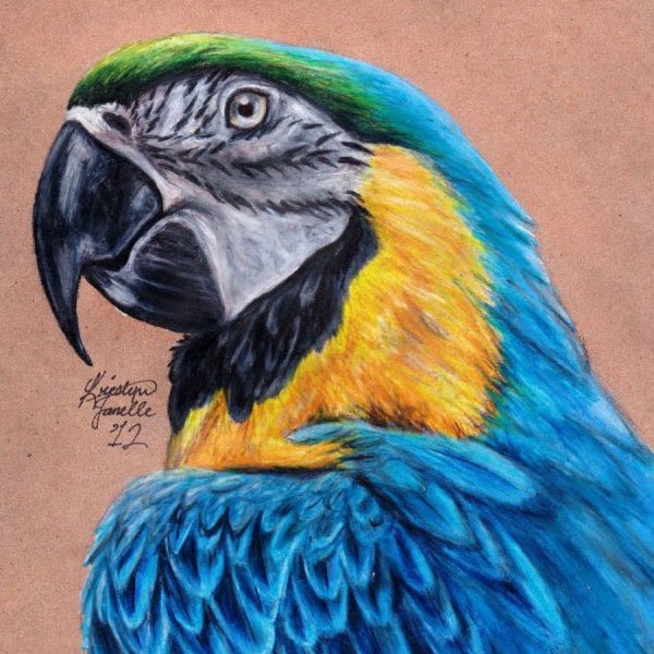 Как проше нарисовать тукана с детьми