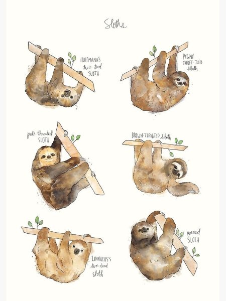 Ленивец референс